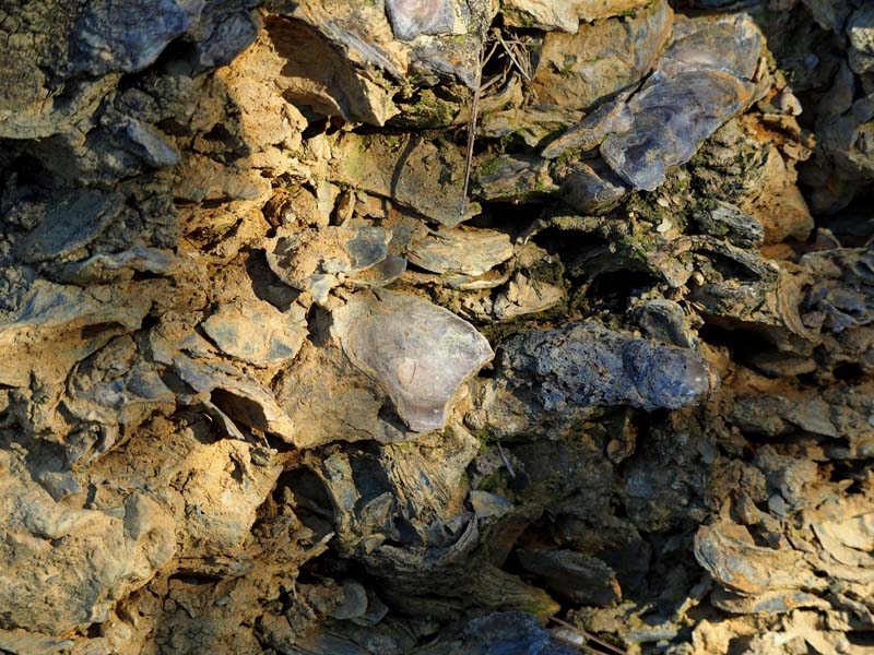 Yacimiento de ostras fósiles del Barranco del Agua